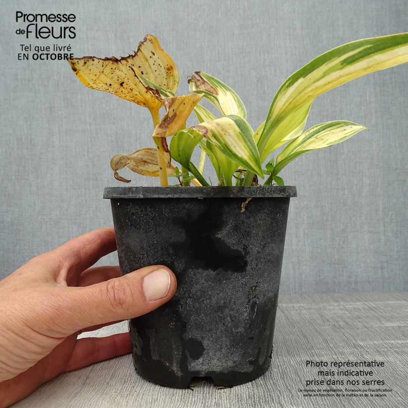 Esemplare di Hosta tardiana June Vaso da 1,5L/2L come consegnato in autunno