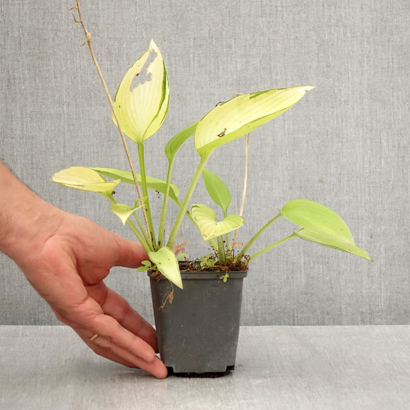 Esemplare di Hosta tardiana June Fever Vasetto da 8/9 cm come consegnato in autunno