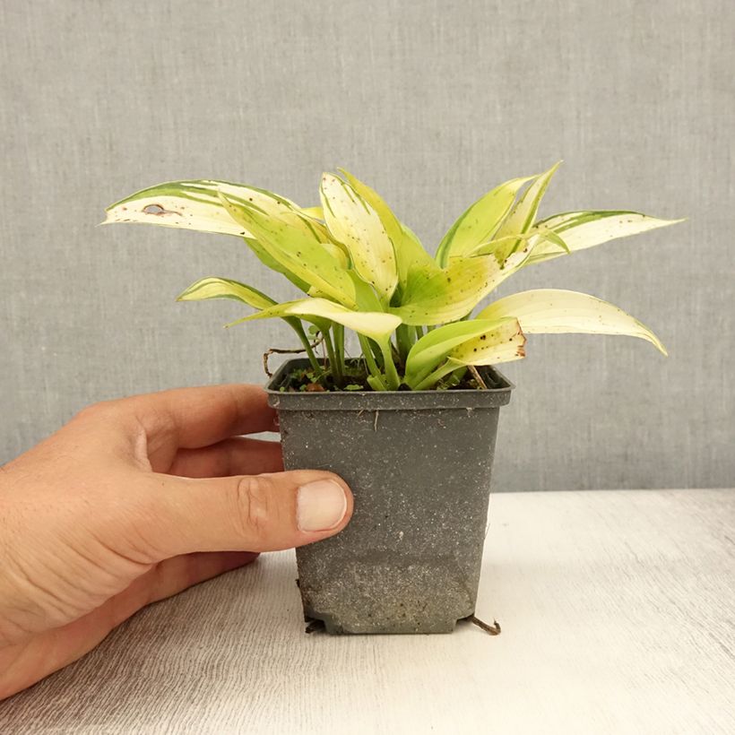 Esemplare di Hosta tardiana June Fever Vasetto da 8/9 cm consegnato in estate