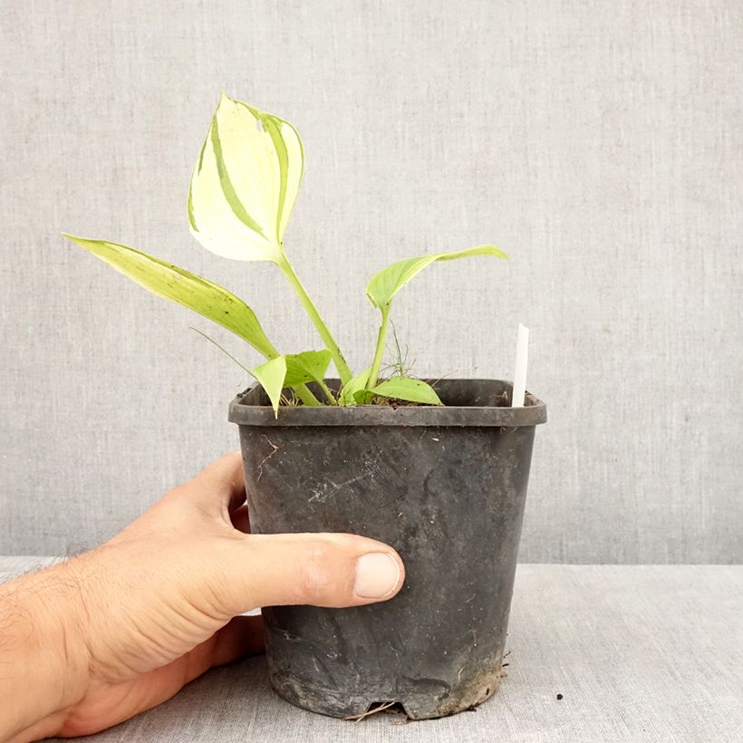 Esemplare di Hosta tardiana June Fever Vaso da 1,5L/2L come consegnato in autunno