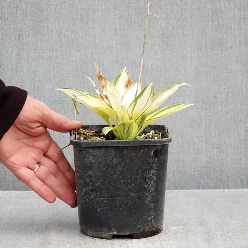 Esemplare di Hosta tardiana June Vaso da 2L/3L come consegnato in autunno