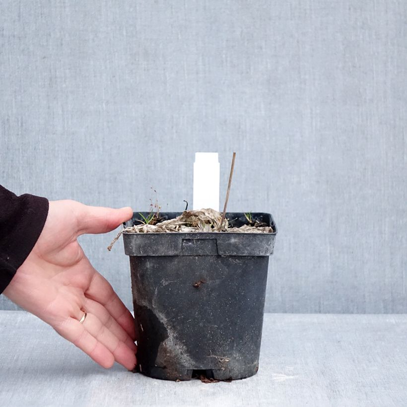 Hosta tardiana June Vaso da 2L/3L esemplare consegnato in inverno