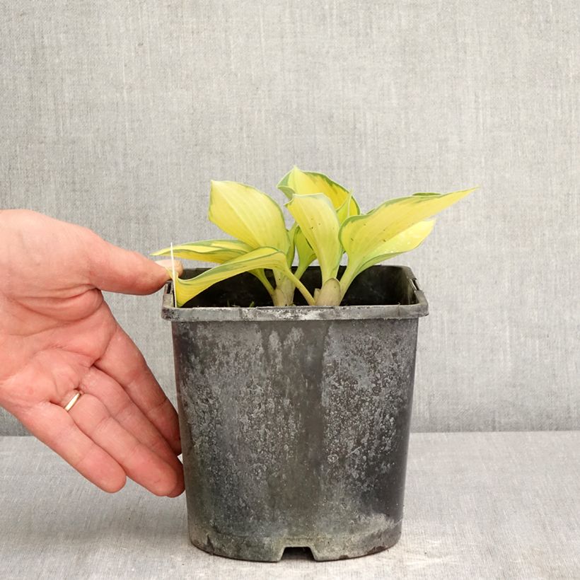 Hosta tardiana June Vaso da 2L/3L esemplare consegnato in primavera