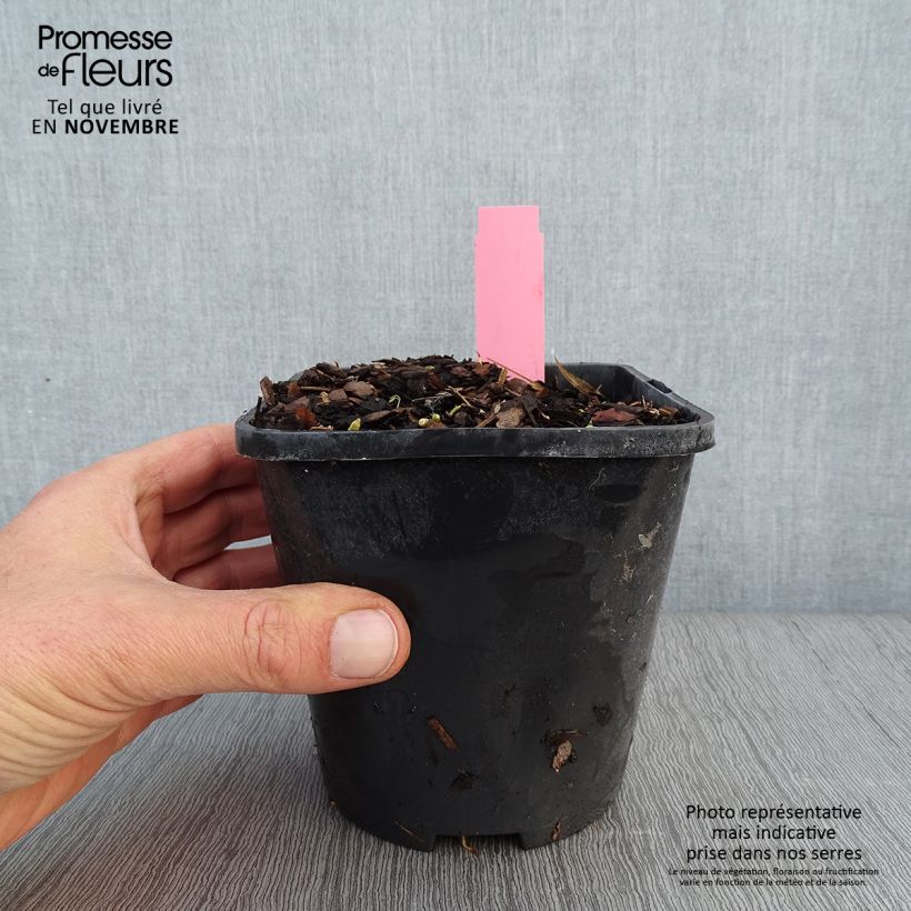 Esemplare di Hosta Jurassic Park Vaso da 1,5L/2L come consegnato in autunno