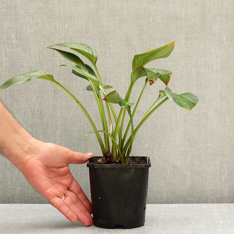 Esemplare di Hosta Justine Vaso da 1,5L/2L come consegnato in autunno