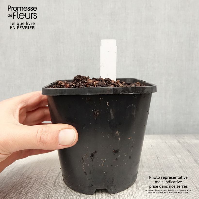 Hosta Justine Vaso da 1,5L/2L esemplare consegnato in inverno