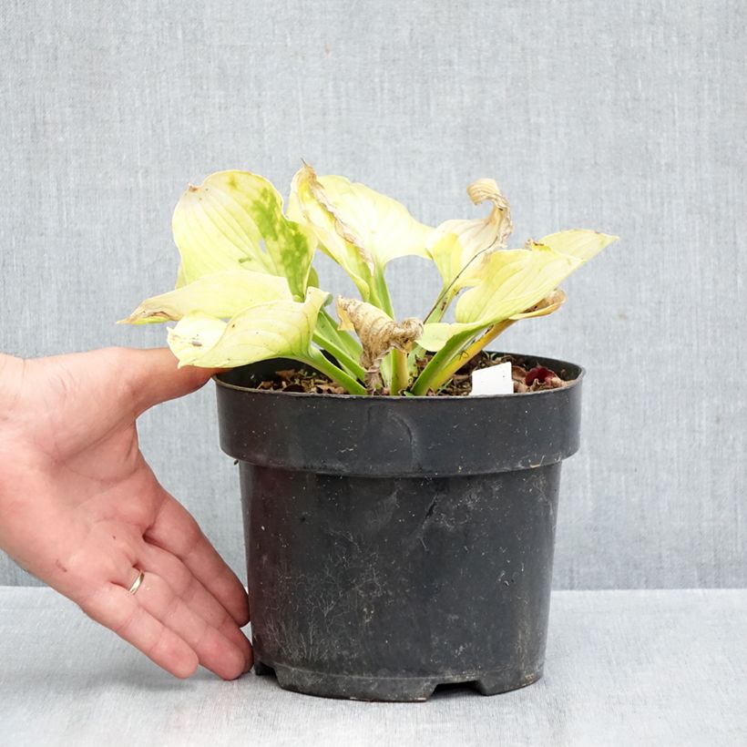 Esemplare di Hosta Ki Ren Jyaku Vaso da 1,5L/2L come consegnato in autunno