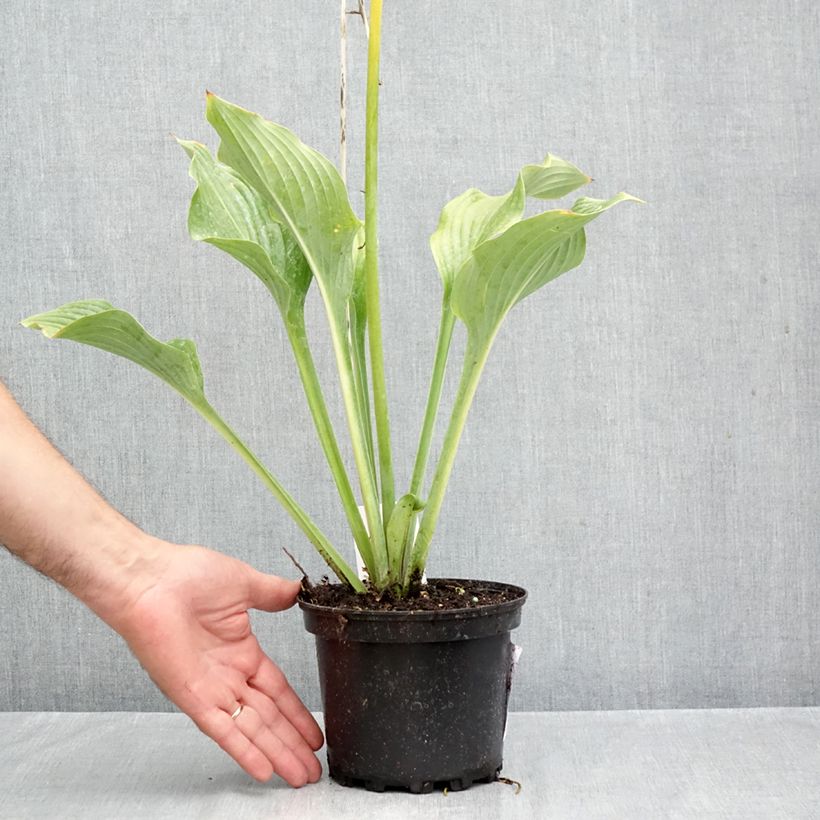 Esemplare di Hosta Krossa Regal Vaso da 2L/3L come consegnato in autunno
