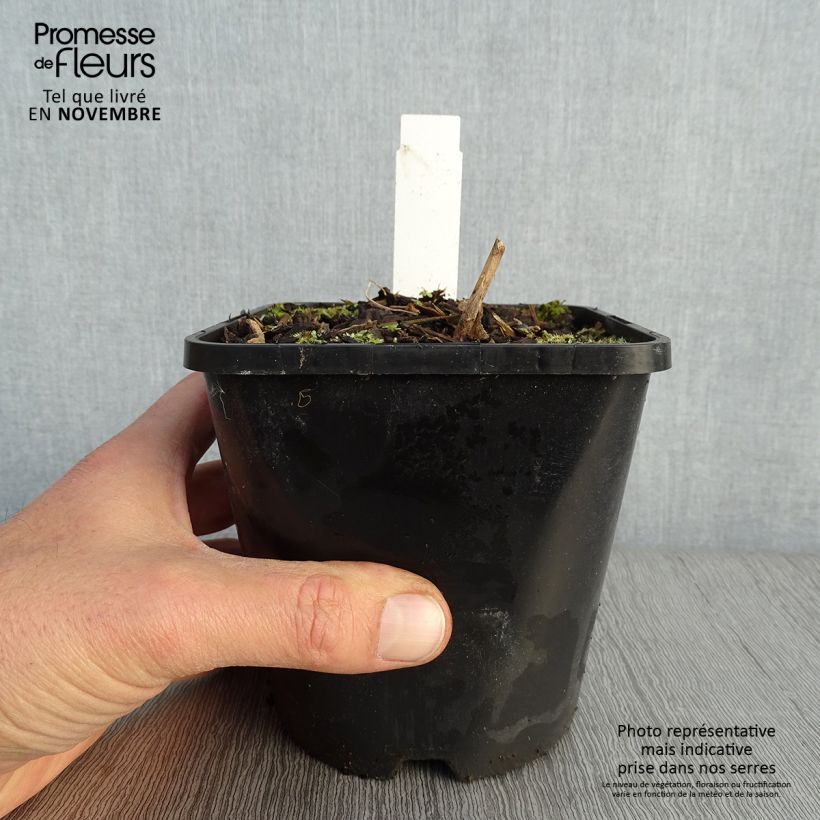 Esemplare di Hosta Lady in Red Vaso da 1,5L/2L come consegnato in autunno