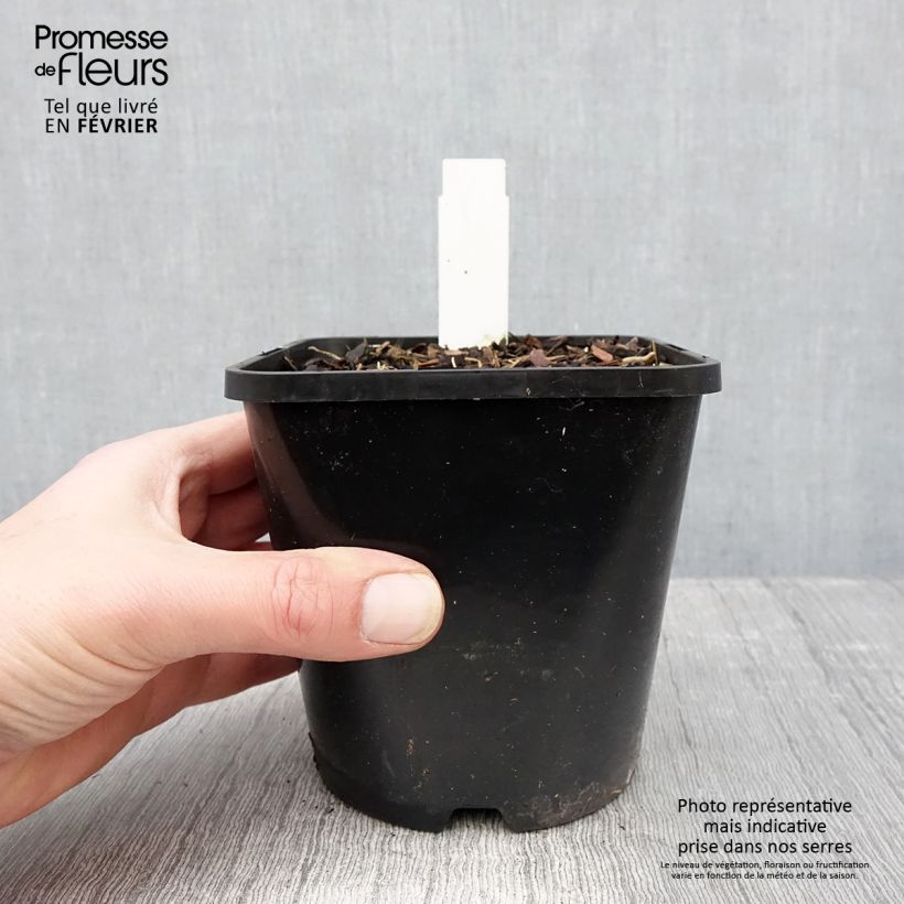 Hosta Lady in Red Vaso da 1,5L/2L esemplare consegnato in inverno