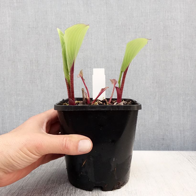 Hosta Lady in Red Vaso da 1,5L/2L esemplare consegnato in primavera