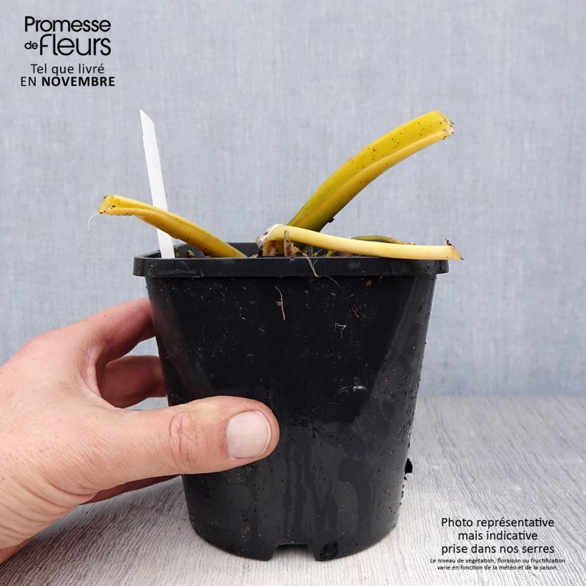 Esemplare di Hosta Lakeside Maverick Vaso da 1,5L/2L come consegnato in autunno