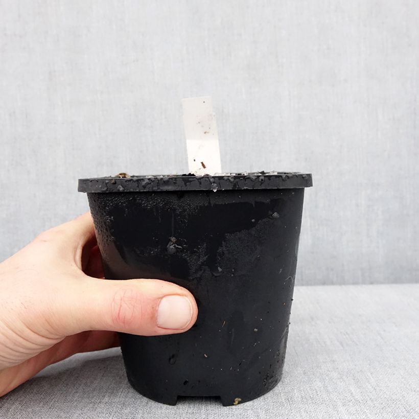 Hosta Lakeside Maverick Vaso da 1,5L/2L esemplare consegnato in inverno