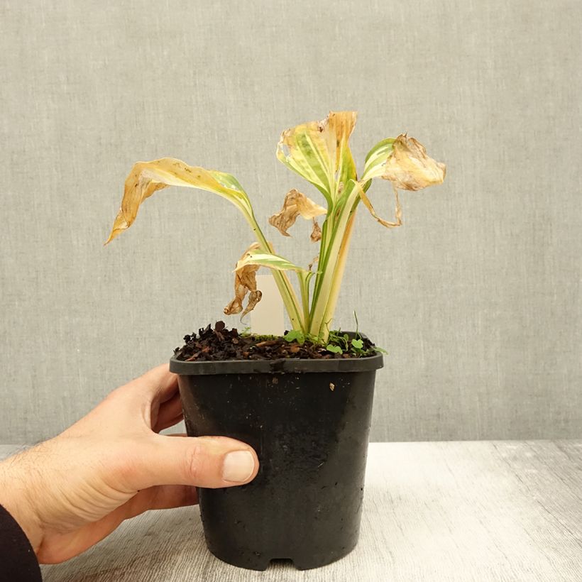 Esemplare di Hosta Lakeside Paisley Print Vaso da 1,5L/2L come consegnato in autunno