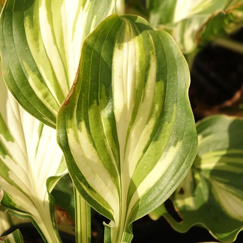 Hosta Lakeside Paisley Print (Fogliame)