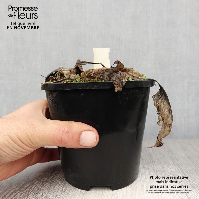 Esemplare di Hosta Lakeside Prophecy Fulfilled Vaso da 1,5L/2L come consegnato in autunno