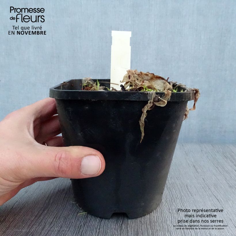 Esemplare di Hosta Let's Twist Again Vaso da 1,5L/2L come consegnato in autunno