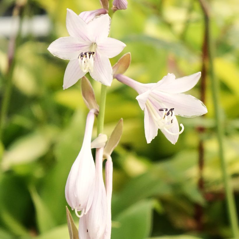 Hosta Liberty (Fioritura)
