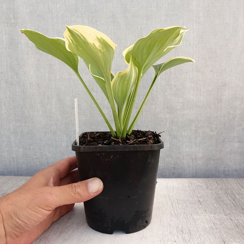 Esemplare di Hosta Liberty Vaso da 1,5L/2L consegnato in estate