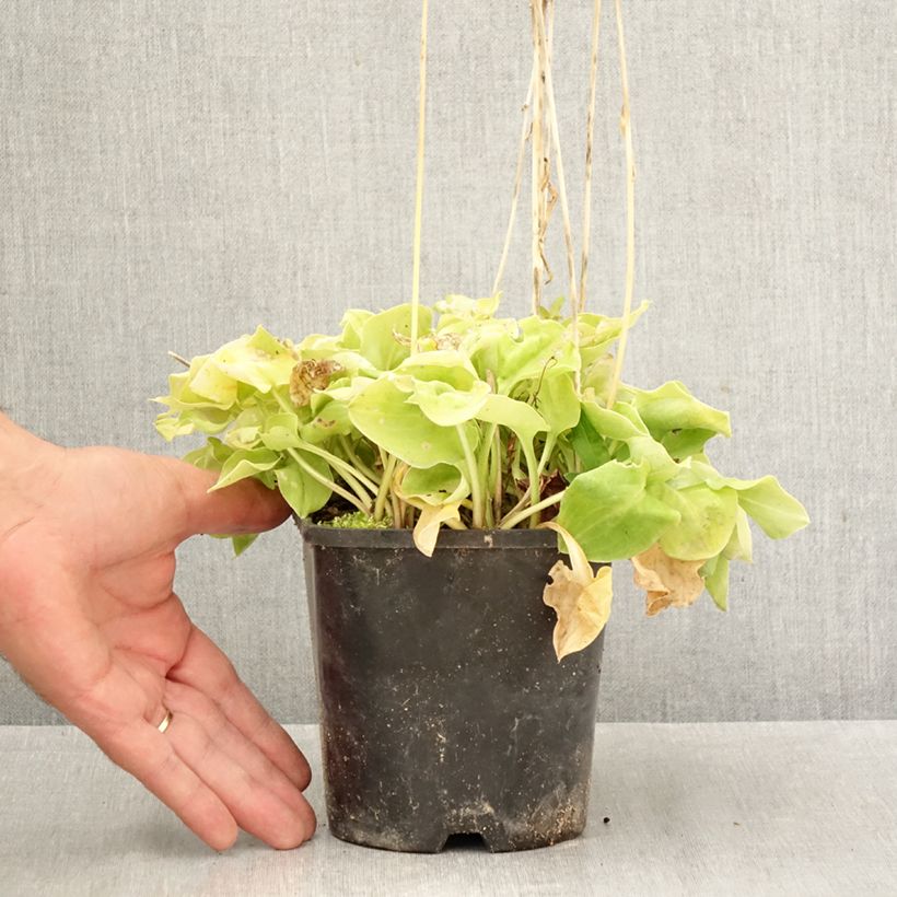 Esemplare di Hosta Limey Lisa Vaso da 1,5L/2L come consegnato in autunno