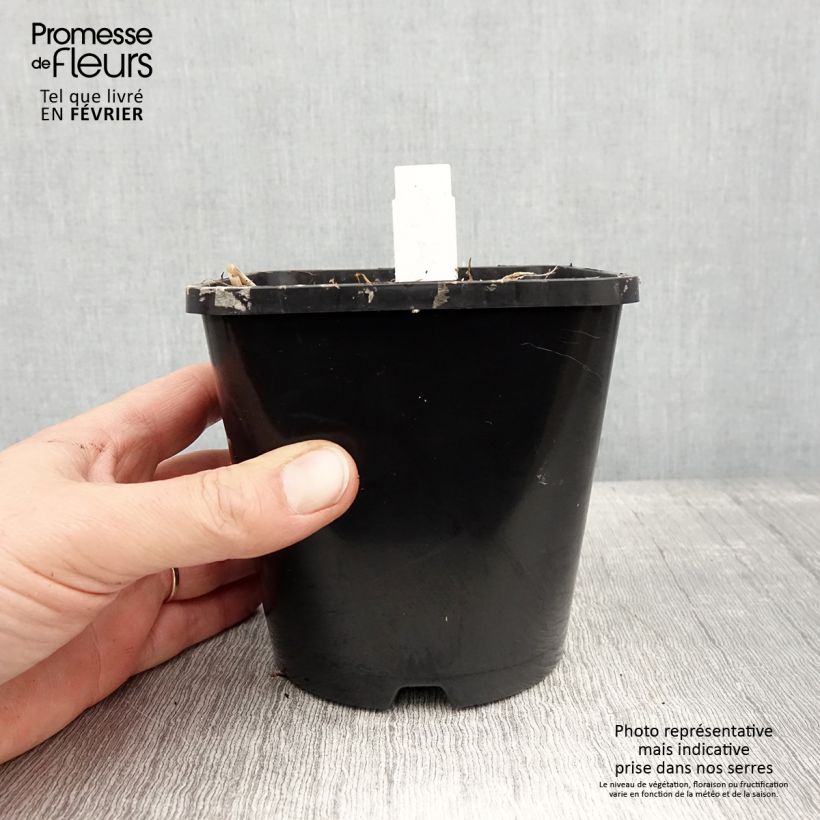 Hosta Limey Lisa Vaso da 1,5L/2L esemplare consegnato in inverno