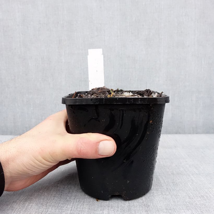 Hosta Lipstick Kiss Vaso da 1,5L/2L esemplare consegnato in inverno