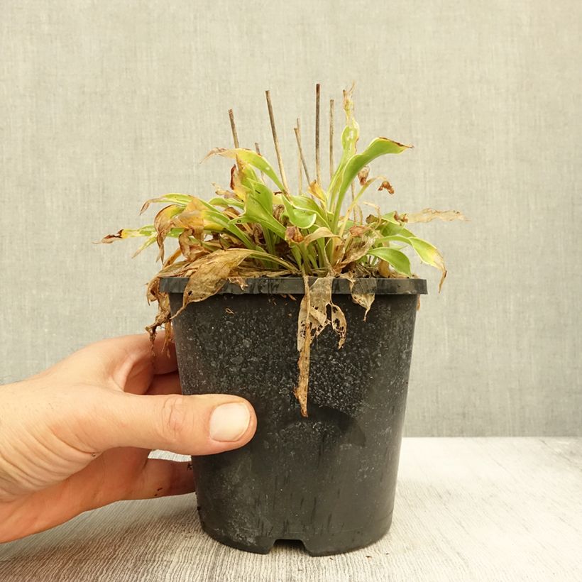 Esemplare di Hosta Little Devil Vaso da 1,5L/2L come consegnato in autunno