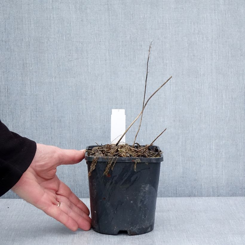 Hosta Little Devil Vaso da 1,5L/2L esemplare consegnato in inverno