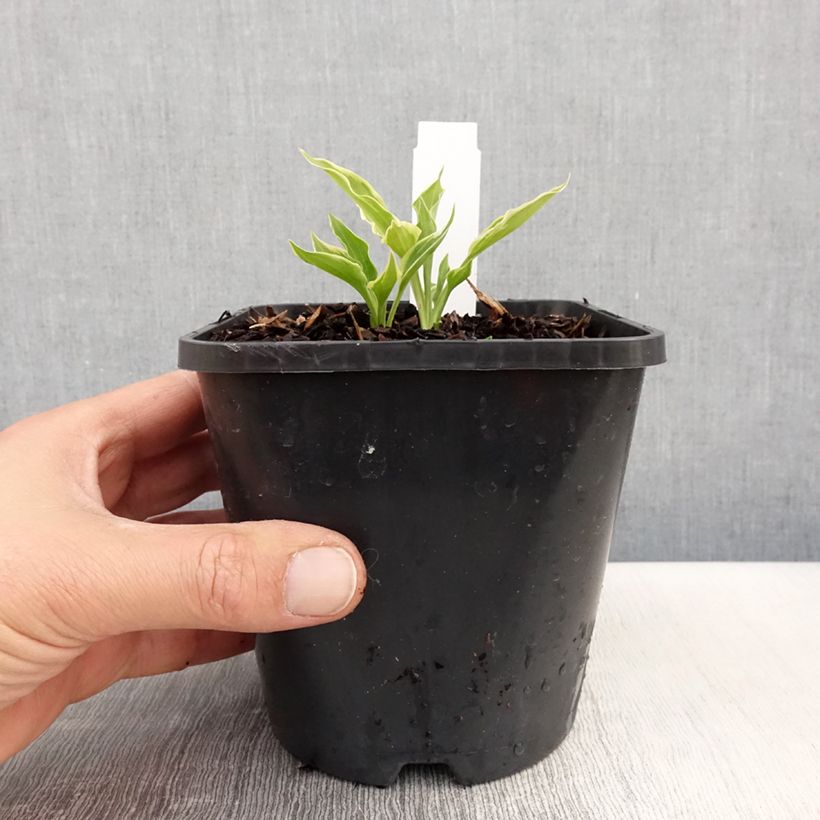 Hosta Little Devil Vaso da 1,5L/2L esemplare consegnato in primavera