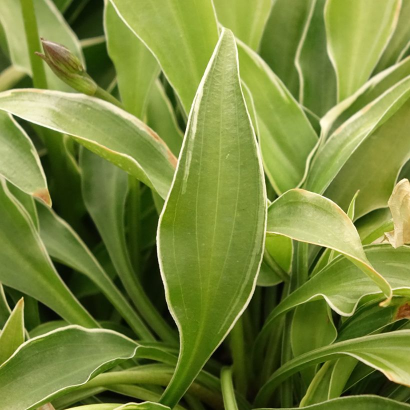 Hosta Little Devil (Fogliame)