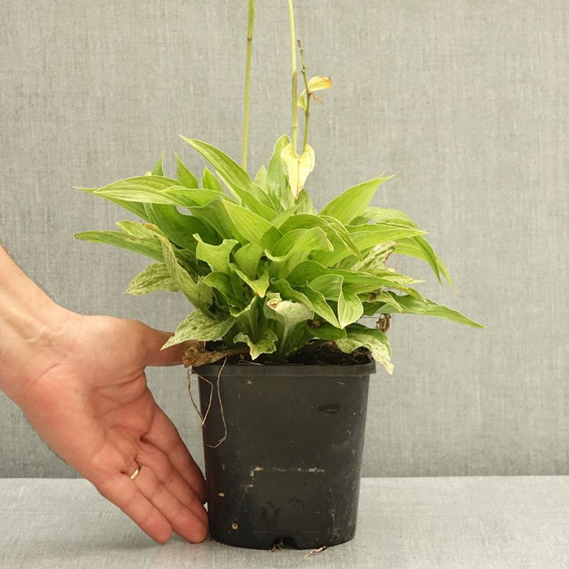 Esemplare di Hosta London Fog Pot de 1,5L/2L consegnato in estate