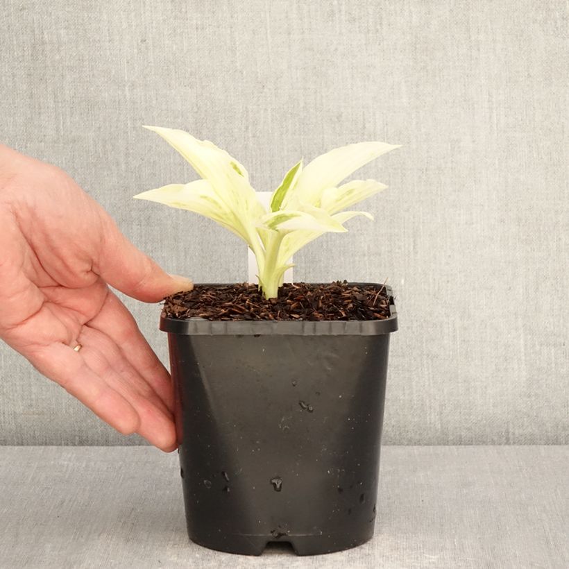 Hosta London Fog Vaso da 1,5L/2L esemplare consegnato in primavera