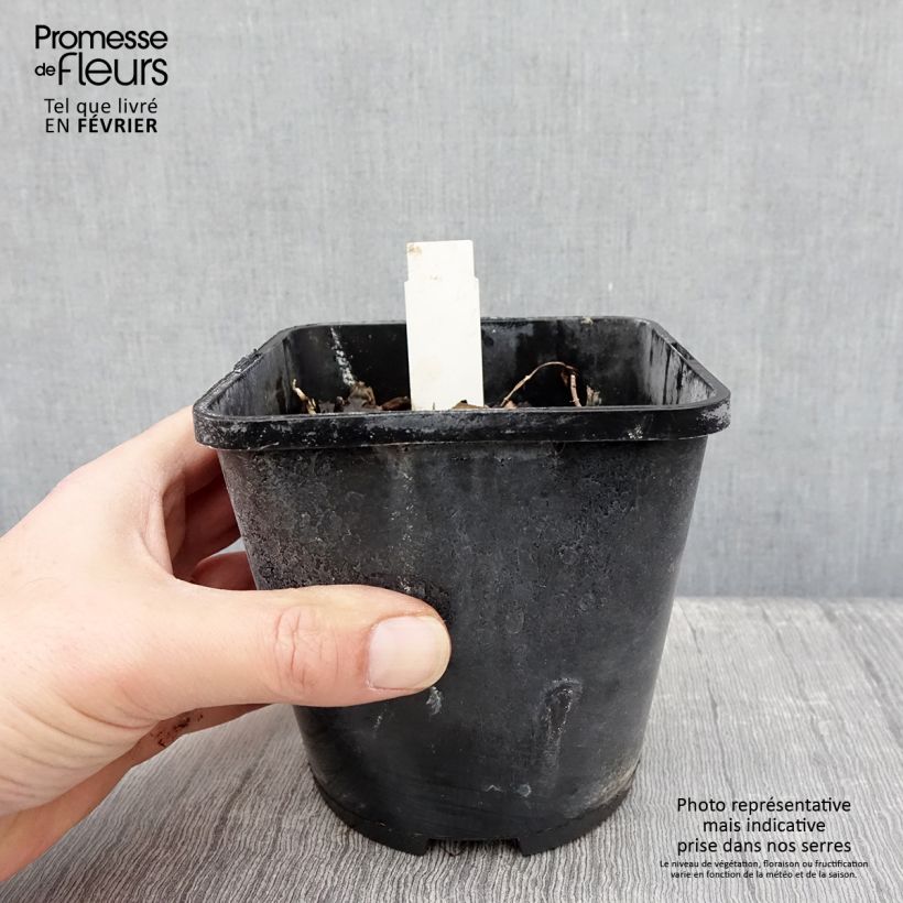 Hosta Marilyn Monroe Vaso da 1,5L/2L esemplare consegnato in inverno