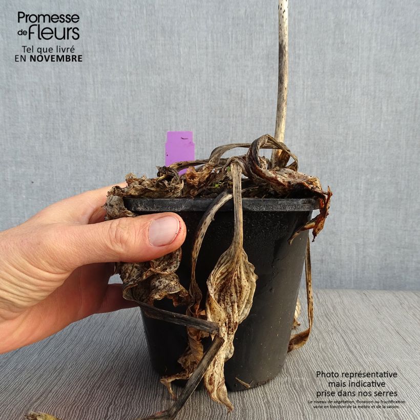 Esemplare di Hosta Midnight at the Oasis Vaso da 1,5L/2L come consegnato in autunno