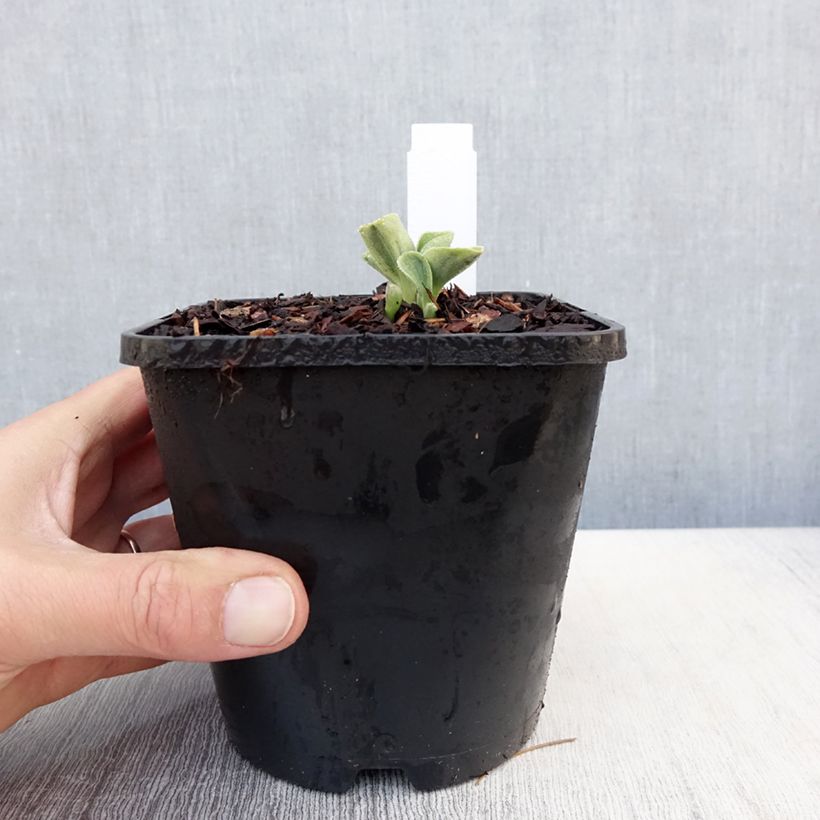 Hosta Mighty Mouse Vaso da 1,5L/2L esemplare consegnato in primavera