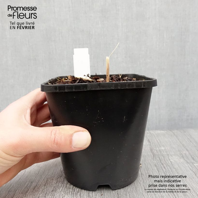 Hosta Mini Skirt Vaso da 1,5L/2L esemplare consegnato in inverno