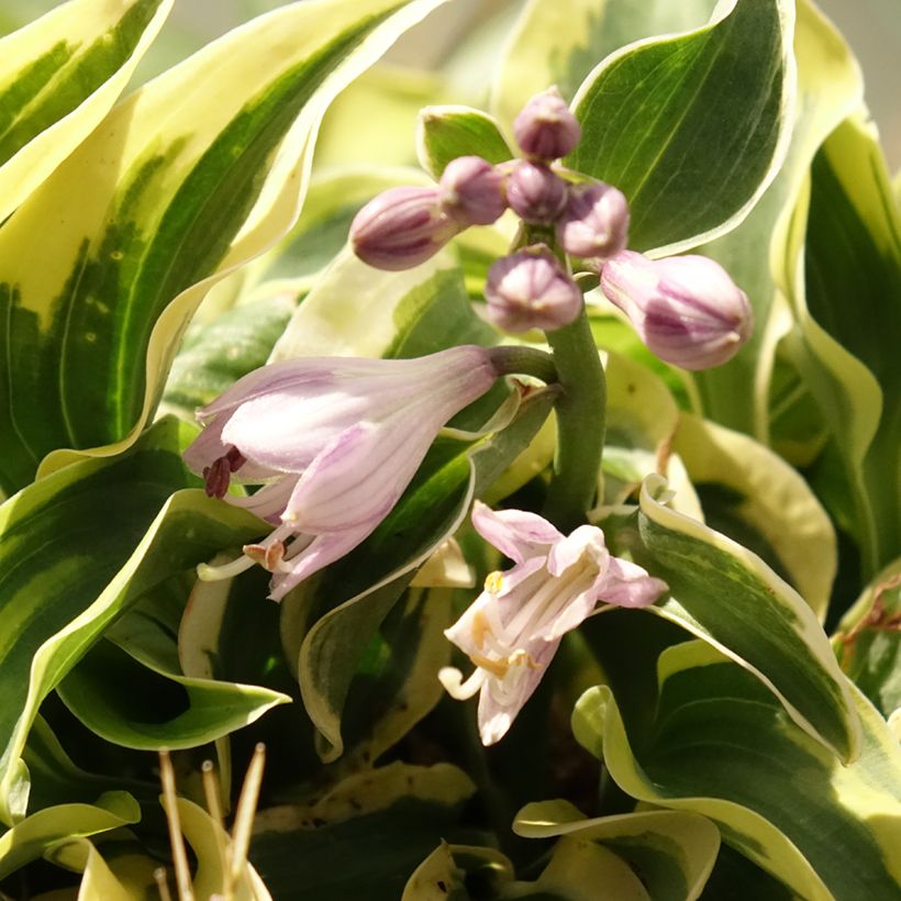 Hosta Mini Skirt (Fioritura)