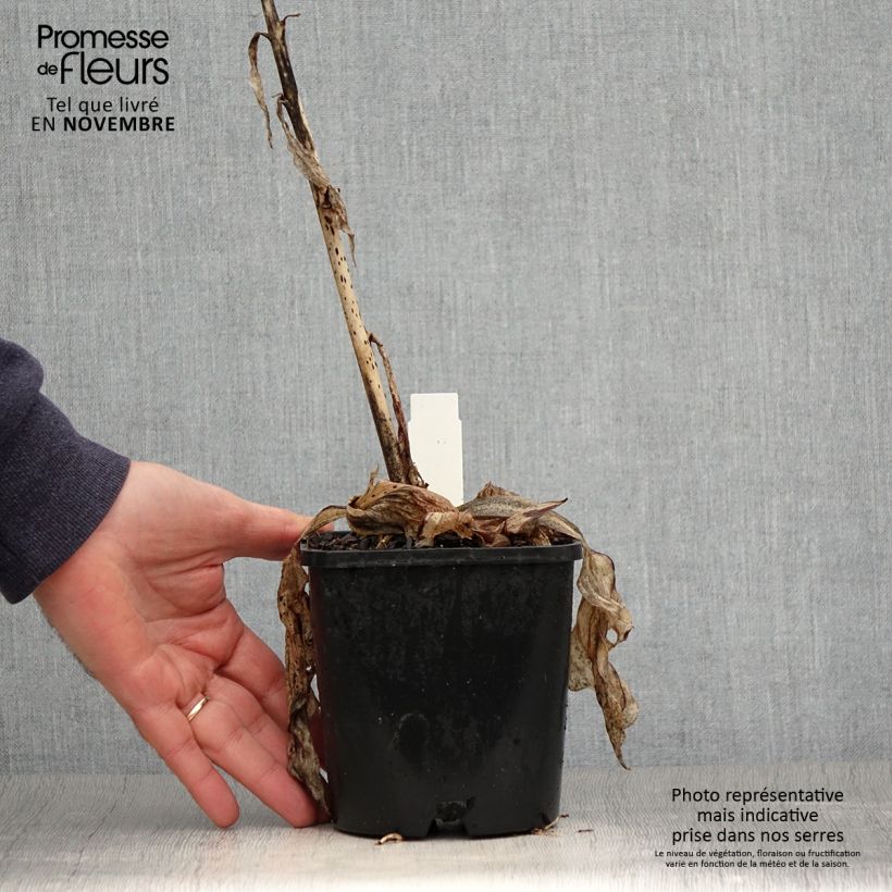 Esemplare di Hosta Minuteman Vaso da 1,5L/2L come consegnato in autunno