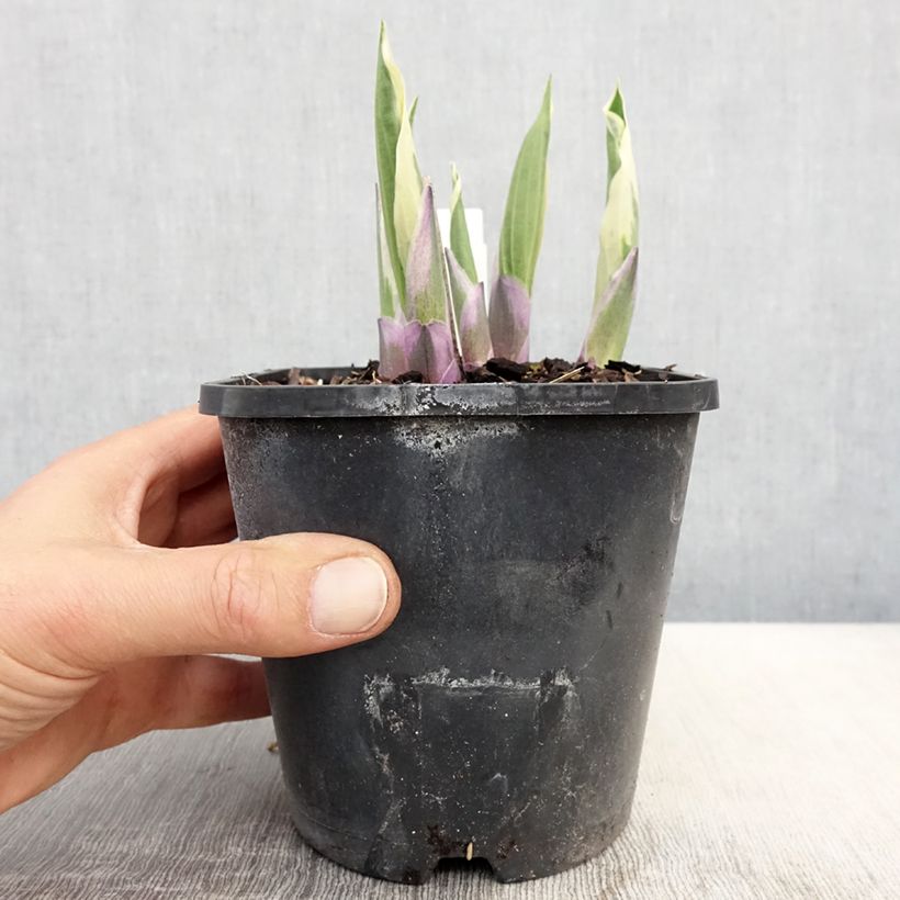 Hosta Minuteman Vaso da 1,5L/2L esemplare consegnato in primavera