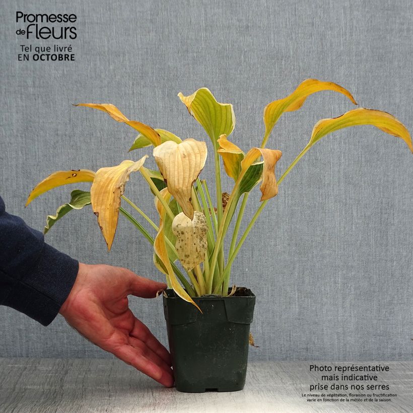 Esemplare di Hosta montana Yellow River Vasetto da 8/9 cm come consegnato in autunno