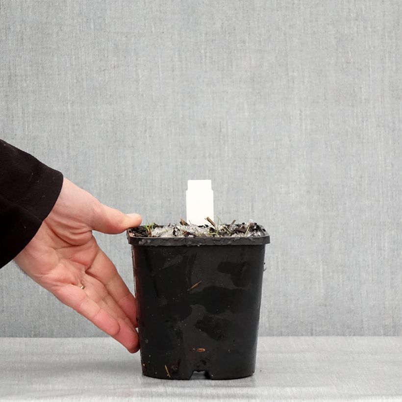 Hosta montana Yellow River Vaso da 1,5L/2L esemplare consegnato in inverno