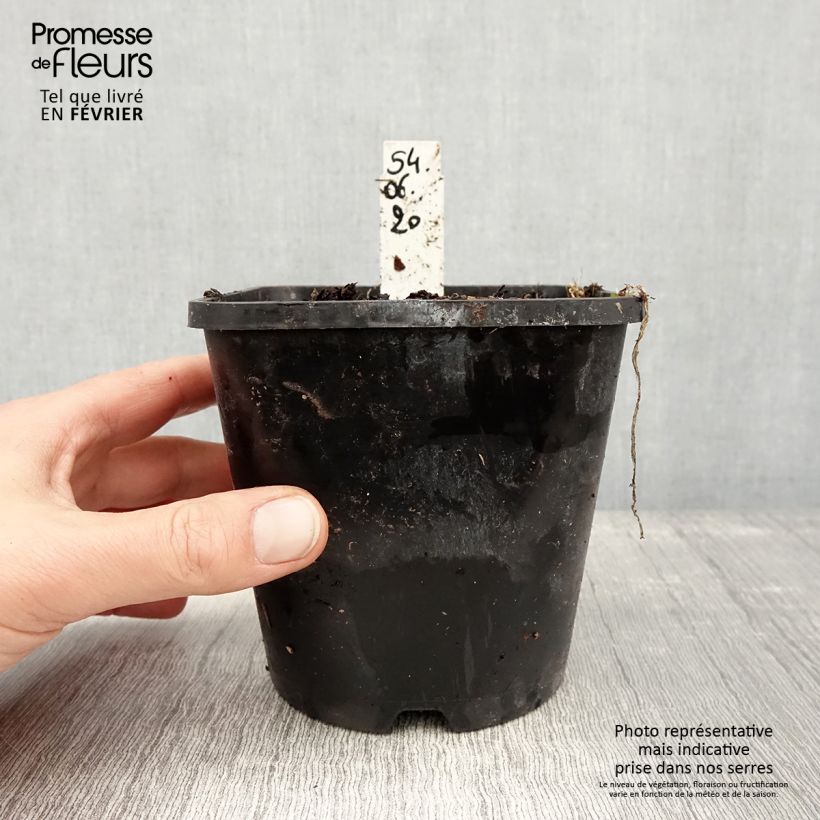 Hosta Moulin Rouge Vaso da 1,5L/2L esemplare consegnato in inverno