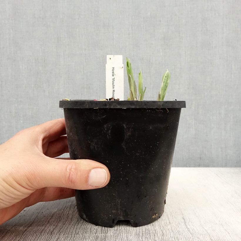 Hosta Moulin Rouge Vaso da 1,5L/2L esemplare consegnato in primavera