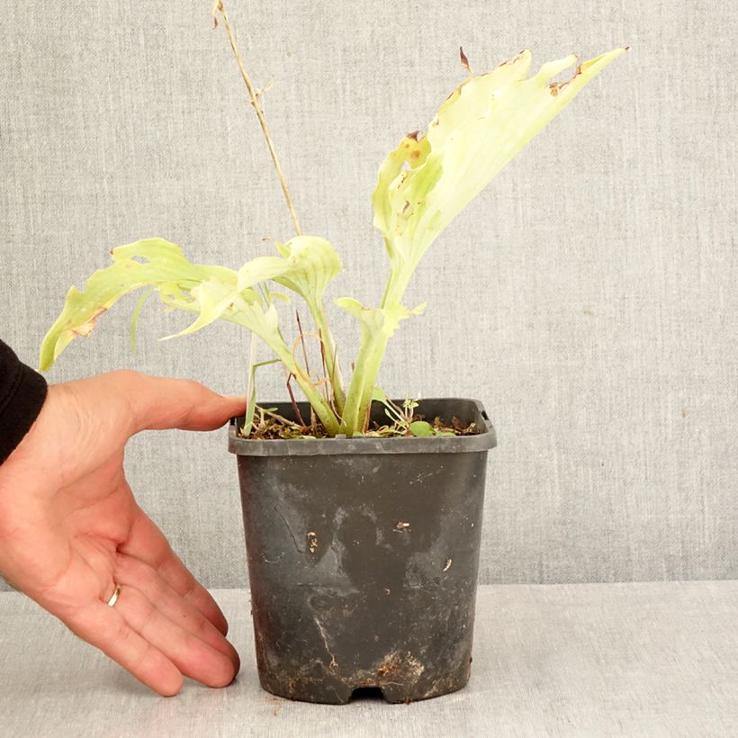 Esemplare di Hosta Neptune Vaso da 1,5L/2L come consegnato in autunno