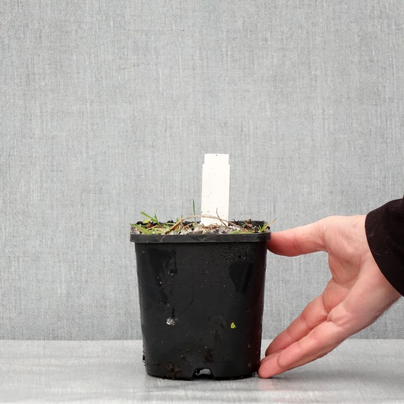 Hosta Neptune Vaso da 1,5L/2L esemplare consegnato in inverno