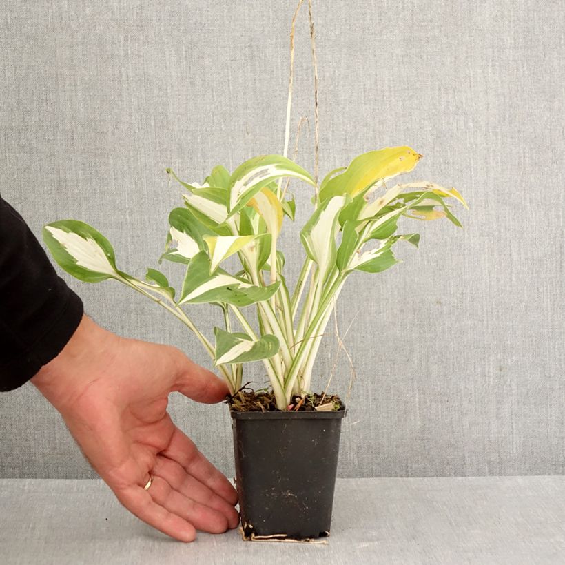 Esemplare di Hosta Night Before Christmas Vasetto da 8/9 cm come consegnato in autunno