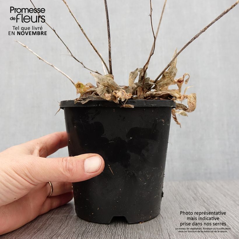 Esemplare di Hosta Obi-One Kenobi Vaso da 1,5L/2L come consegnato in autunno