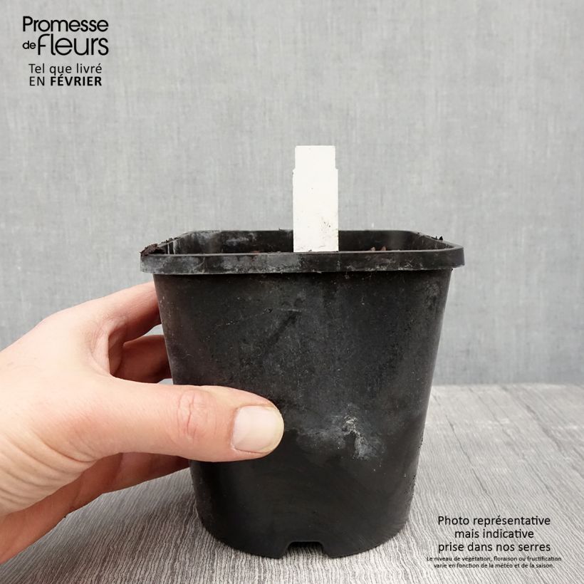 Hosta Obi-One Kenobi Vaso da 1,5L/2L esemplare consegnato in inverno