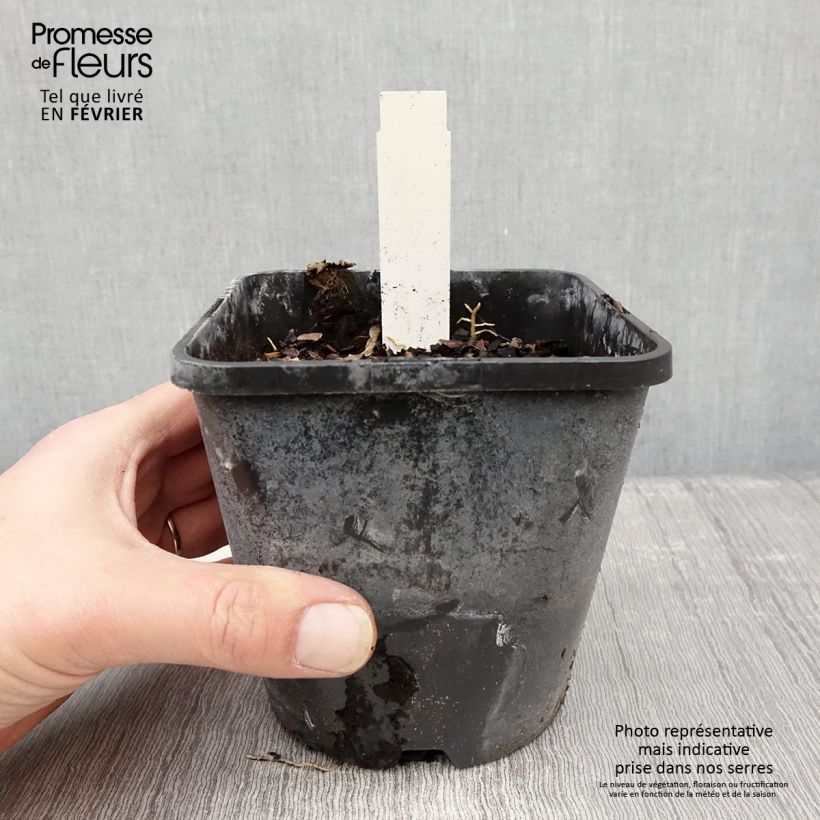 Hosta Orange Star Vaso da 1,5L/2L esemplare consegnato in inverno