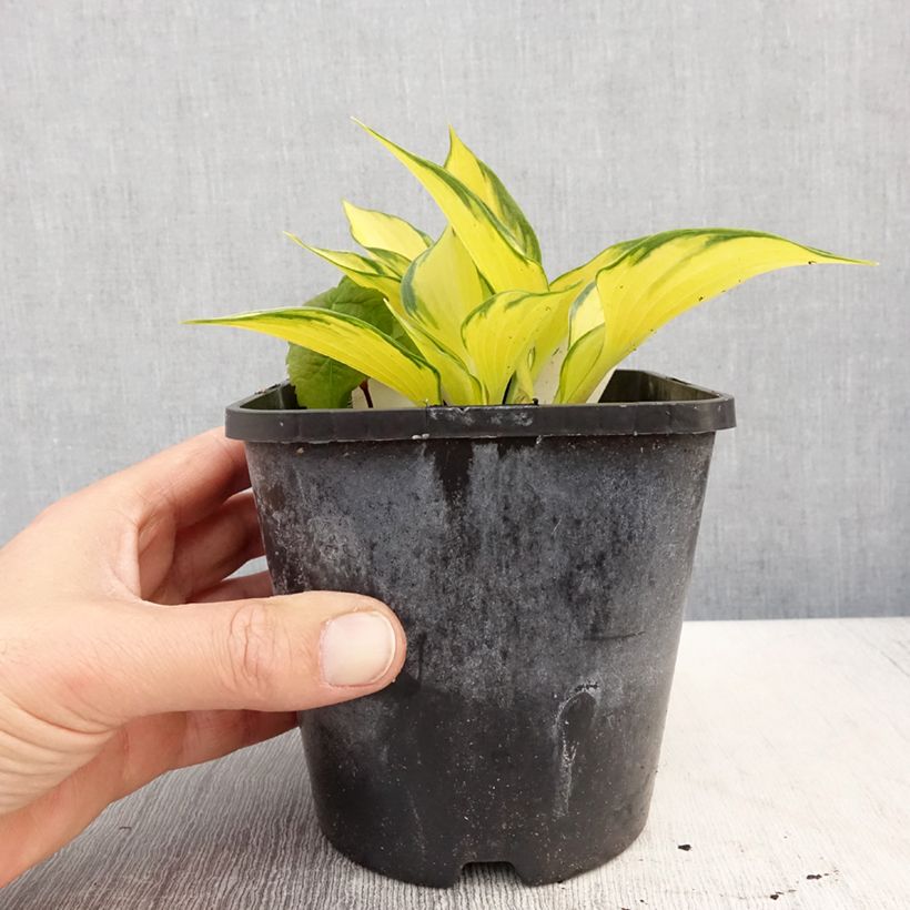 Hosta Orange Star Vaso da 1,5L/2L esemplare consegnato in primavera